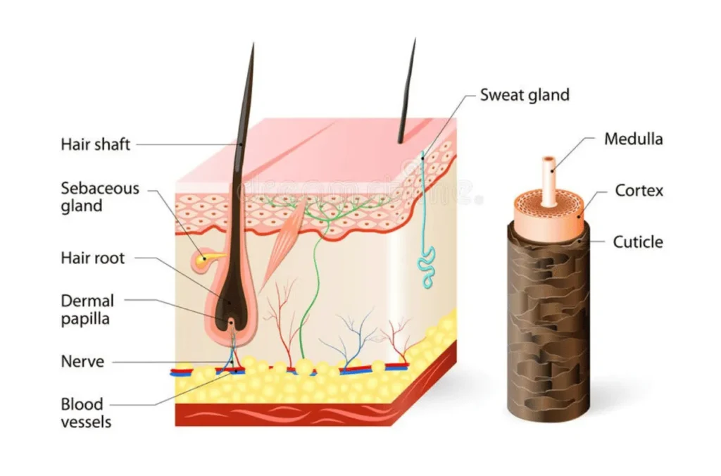 Hair Structure